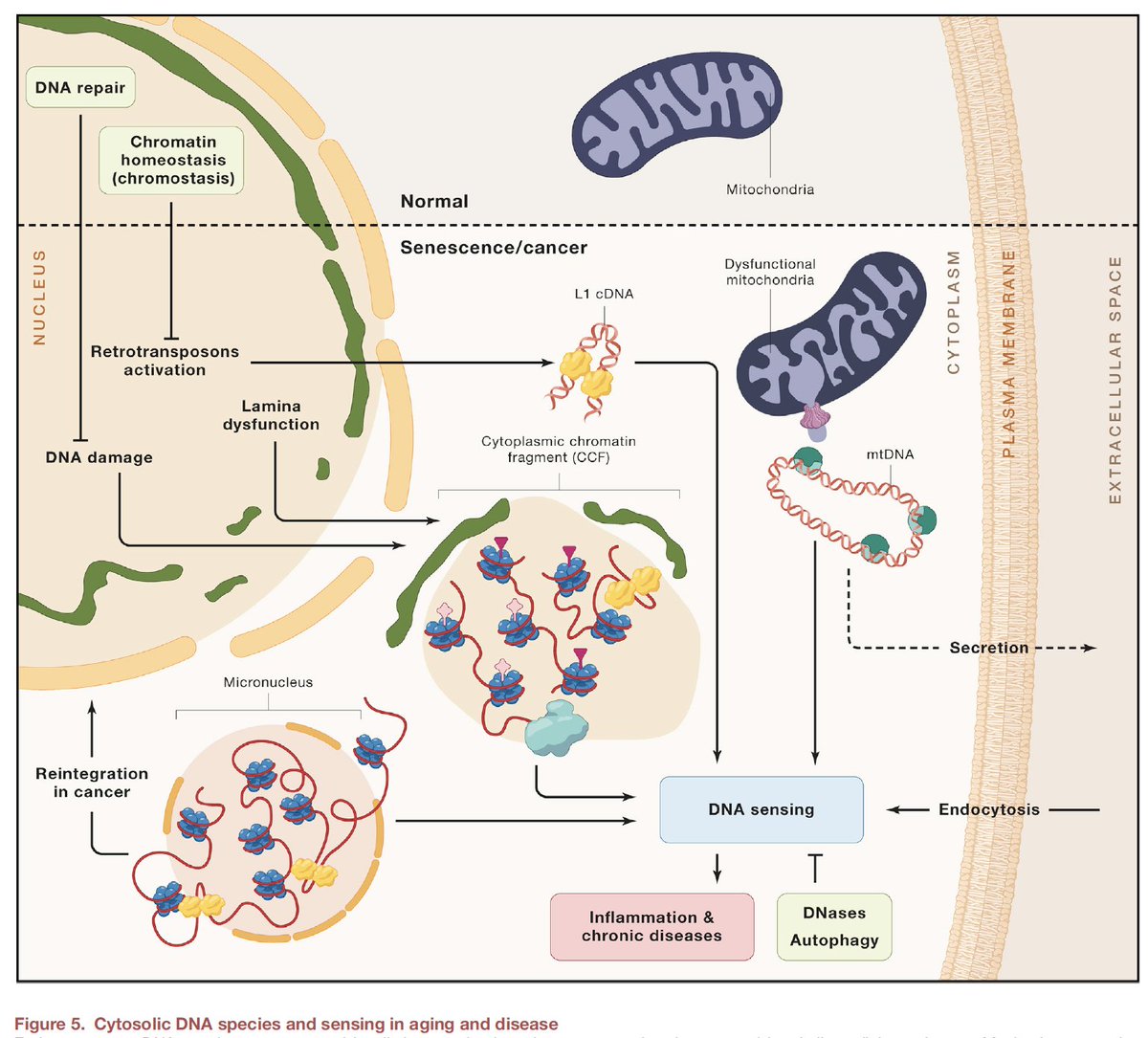 Peter Adams🇪🇺🇺🇳 (@adamsbioaging) on Twitter photo Cytoplasmic DNA: sources, sensing and role in aging and disease. Our contribution started w/ "CCF" in 2013 <a href="/andrejs_braun/">Andrejs Braun</a>, cont w/ <a href="/berger_lab/">Berger Lab</a>, @ZhixunDou and <a href="/MG_Vizioli/">Maria Grazia Vizioli</a>, now by <a href="/knmiller71/">Karl Miller</a> and Tianhui Liu. Funded by NIA <a href="/NIH/">NIH</a>. Review w/ @PassosLab. authors.elsevier.com/c/1d~bk_278yzi… Cytoplasmic DNA: sources, sensing and role in aging and disease. Our contribution started w/ "CCF" in 2013 <a href="/andrejs_braun/">Andrejs Braun</a>, cont w/ <a href="/berger_lab/">Berger Lab</a>, @ZhixunDou and <a href="/MG_Vizioli/">Maria Grazia Vizioli</a>, now by <a href="/knmiller71/">Karl Miller</a> and Tianhui Liu. Funded by NIA <a href="/NIH/">NIH</a>. Review w/ @PassosLab. authors.elsevier.com/c/1d~bk_278yzi…