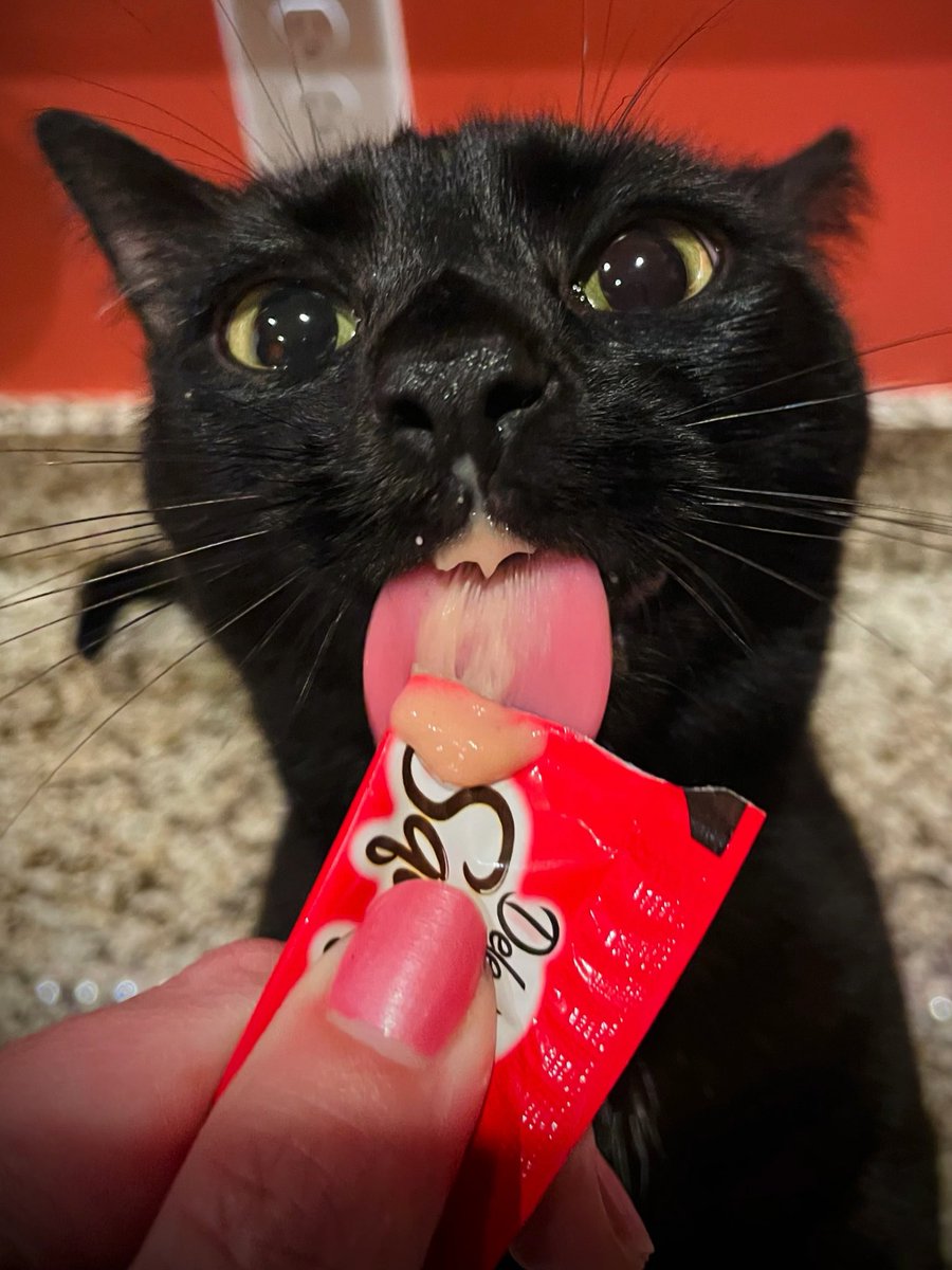 My sister is such a messy eater 😸#cat #CatsOfTwitter #CatsofTwittter #animals #pets #Food #foodie #OUR CAT #halloween2021 #BlackCat #messy #photo #thursday #Metaverse #peta