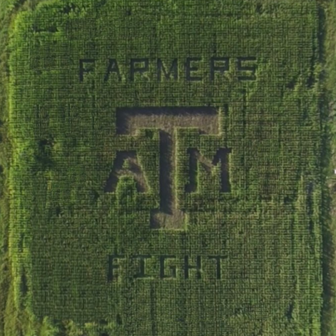 TAMU's tweet photo. The annual Fightin' Texas Aggie Corn Maze is still open on west campus! 🌽

This weekend is your last chance to explore the maze created by 
@TAMUagronomy &amp; @tamusoilcrop students: https://t.co/yxdzY9kcRB https://t.co/kBaISo54QN