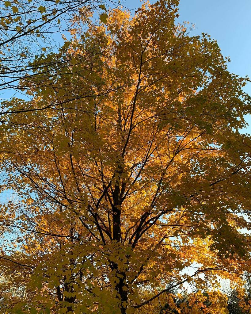 #goldenhour #goldentrees #fallinvt 🍁🌞🥰