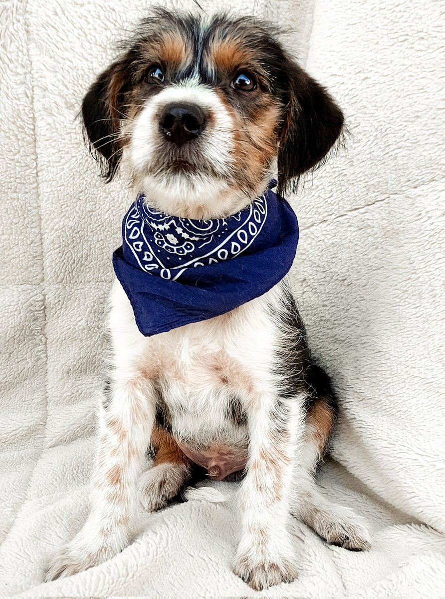 🐶 SIMÓN EN ADOPCIÓN 🐶
🐾 tiene 3-4 meses
🐾 será tamaño chico
🐾 es super bueno y educado
🐾 se lleva perfecto con perros y gatos
Si Querés que sea tu compañerito, escribinos 🥰 3584497367
Difundir 🙏🙏
<a href="/VivireNuevaCba/">VivirenNuevaCórdoba®</a> <a href="/yo_nva/">YoVendoNvaCba</a> @en_guemes <a href="/adopcionescba/">Adopciones Córdoba</a>