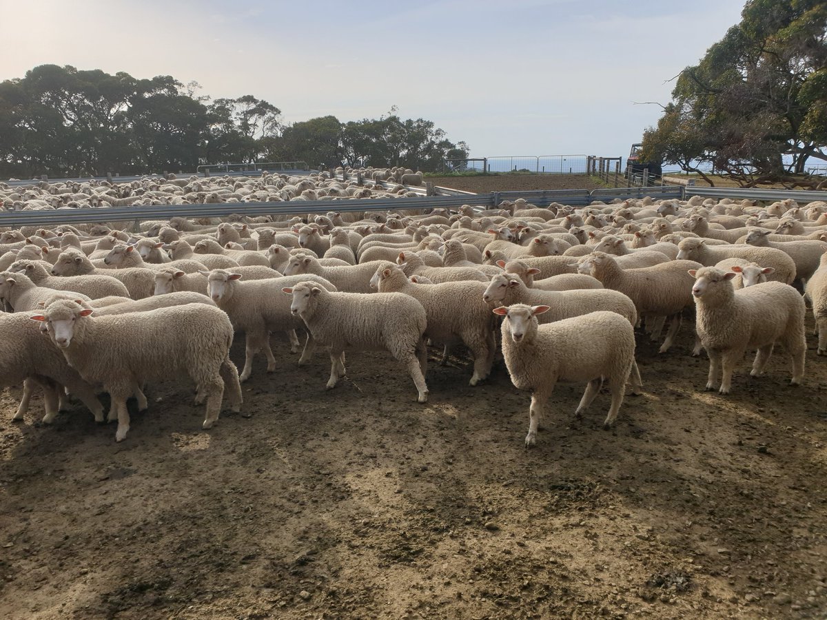 Chad_Baker31's tweet photo. First load of lambpro X lambs sold for the season averaging 47kg at 5 mths old. #maylands #thomasfoods #lambpro #burnfoot https://t.co/uMfrB6CSD4
