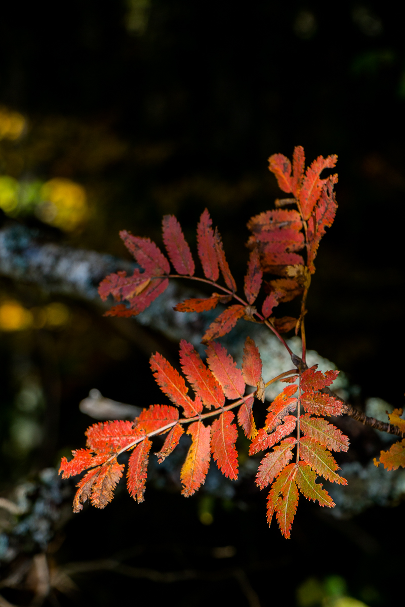 BLOG //
Petite balade autour du lac Pavin avec les si jolies couleurs d'automne 🍂 J'aime tellement ce lieu...

labouclevoyageuse.fr/lac-pavin-en-a…

#MyAvergne #MagnifiqueFrance