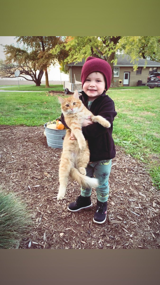 Mrs18Roberts's tweet photo. 🐱🧡 https://t.co/2dsqTiOrNg