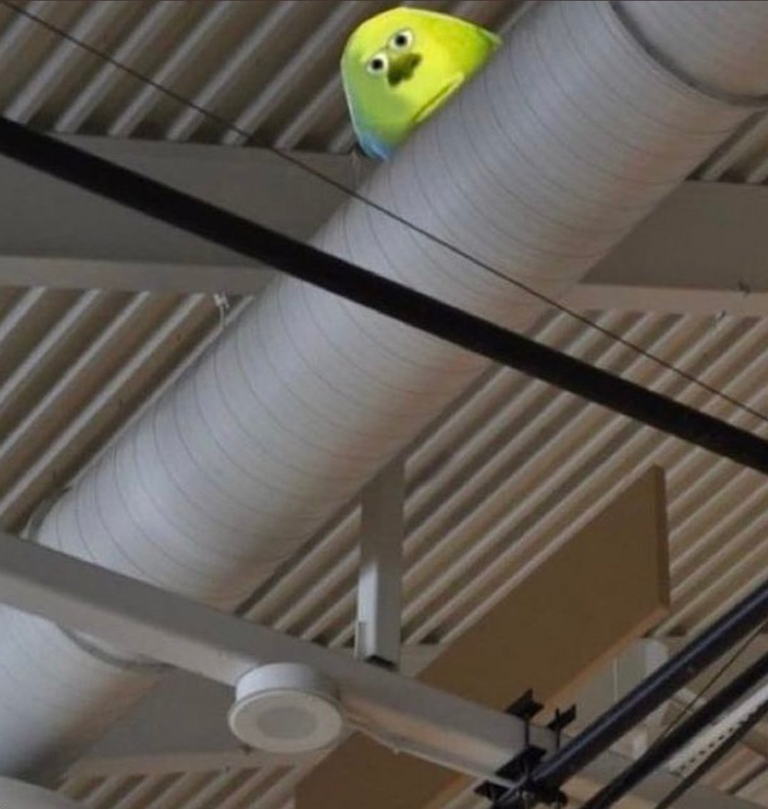 niemand:

dieser eine ball an der Sporthallendecke: