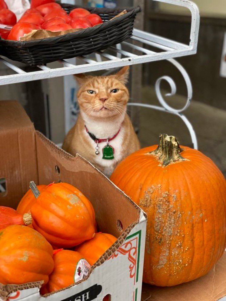 Bodegacats_'s tweet photo. 📷 @natumling https://t.co/CweA8nEZKh