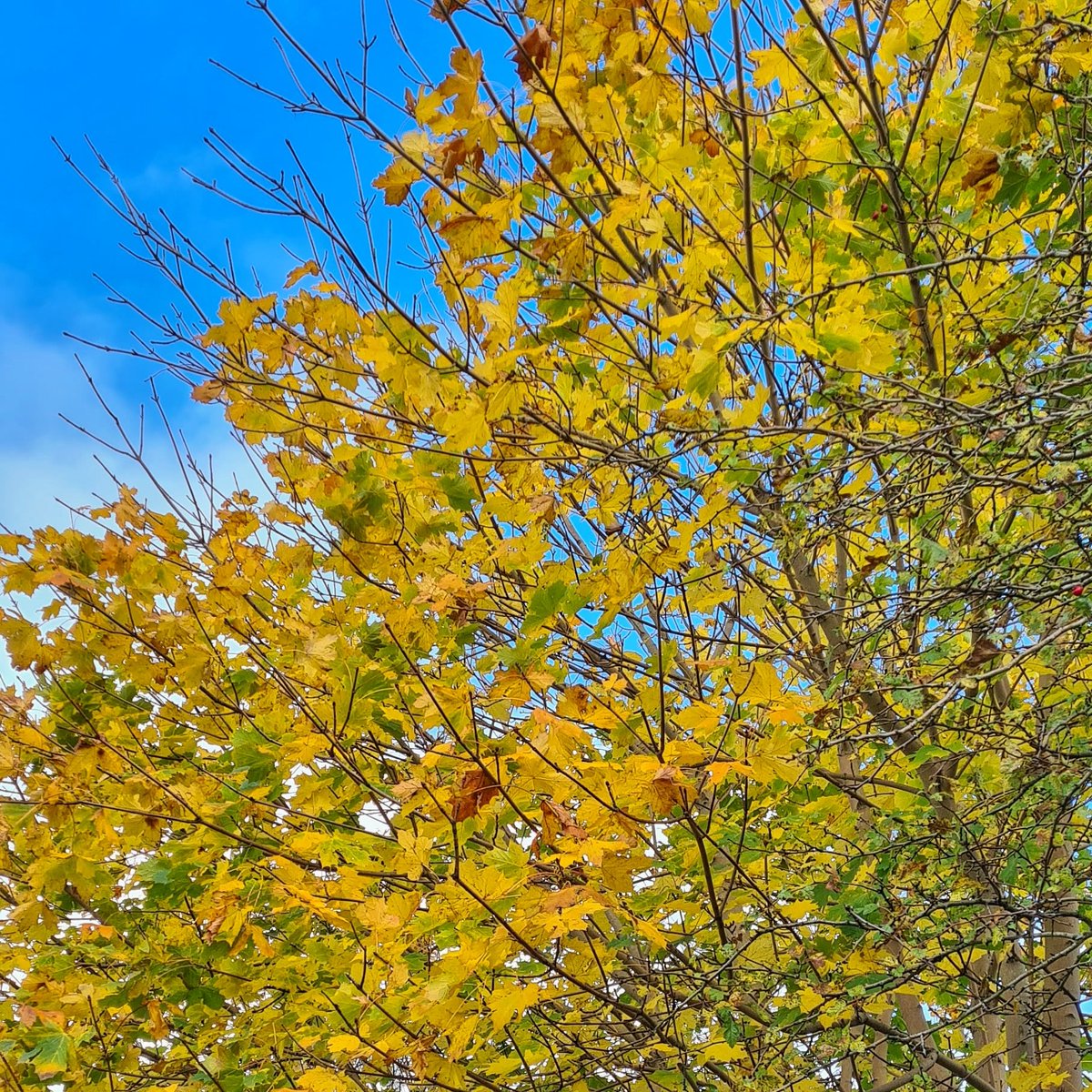SamCelebrant's tweet photo. Autumn colours - some sycamore leaves with a glimpse of late October blue sky @bbcniweather @WeatherCee @angie_weather @Louise_utv @WeatherAisling @deric_tv https://t.co/0o3l64kg1O