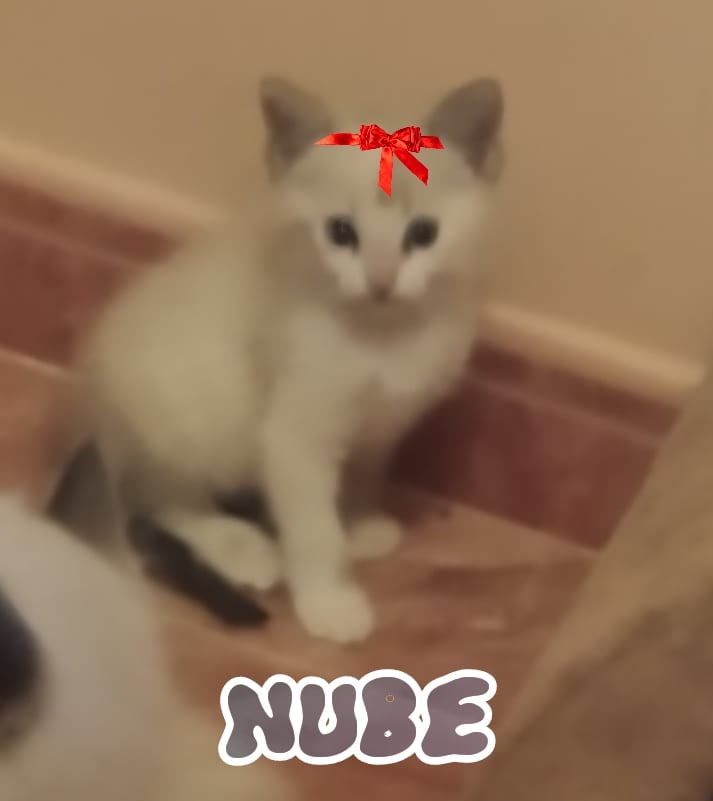 flora y nube, ke aunke venimos de un campo, antes muerta ke sencillas jjjj pelito semilargo,necesitan adopcion estan en sevilla pero pueden viajar contacto ana 626599128 @silviaromera1 <a href="/unaiwind/">Unai Zarraolandia</a> @maolriaga <a href="/isagato62/">isabel esteve</a> #gatos #AdoptaNoCompres <a href="/up_person/">sonia 🐕🐶🐱🐅🦓🐷🦌🐮🐄🐒🐩🐂🦃🐴🐃🦛🦁🐐🌱💚🇵🇸</a> <a href="/YeyesShamrock/">Reyes Ⓥ🌱</a> <a href="/vero89_/">Mis niños 🐾🐶#46</a>