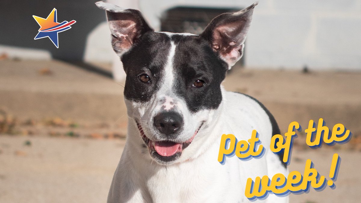 OneVisionFCU's tweet photo. Welcome to One Vision Credit Union #PetoftheWeek! 

Rosie is the perfect sidekick or ride and die companion. She is a 5 yr old Pit mix who loves her people, but wants to be the only dog in the home. 

Click here 👇 to find out more about Rosy!
https://t.co/g33BhQ5ntU https://t.co/K4ApZrguA6
