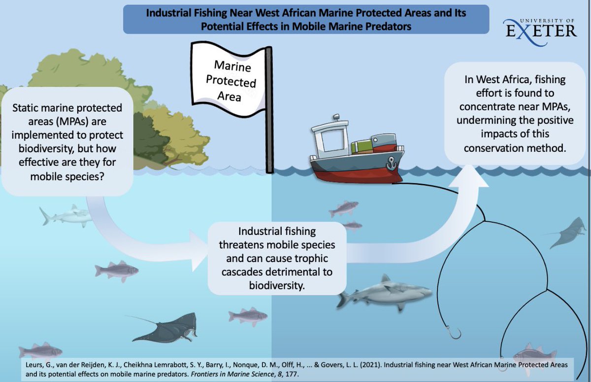 How does industrial fishing near marine protected areas impact mobile marine predators? This is my infographic for the #MVEC challenge set by @BrendanGodley, @VJHobson, and @_KMETCALFE. Check out the full paper by <a href="/LeursGuido/">Guido Leurs</a> in the thread below! 🦈⛴