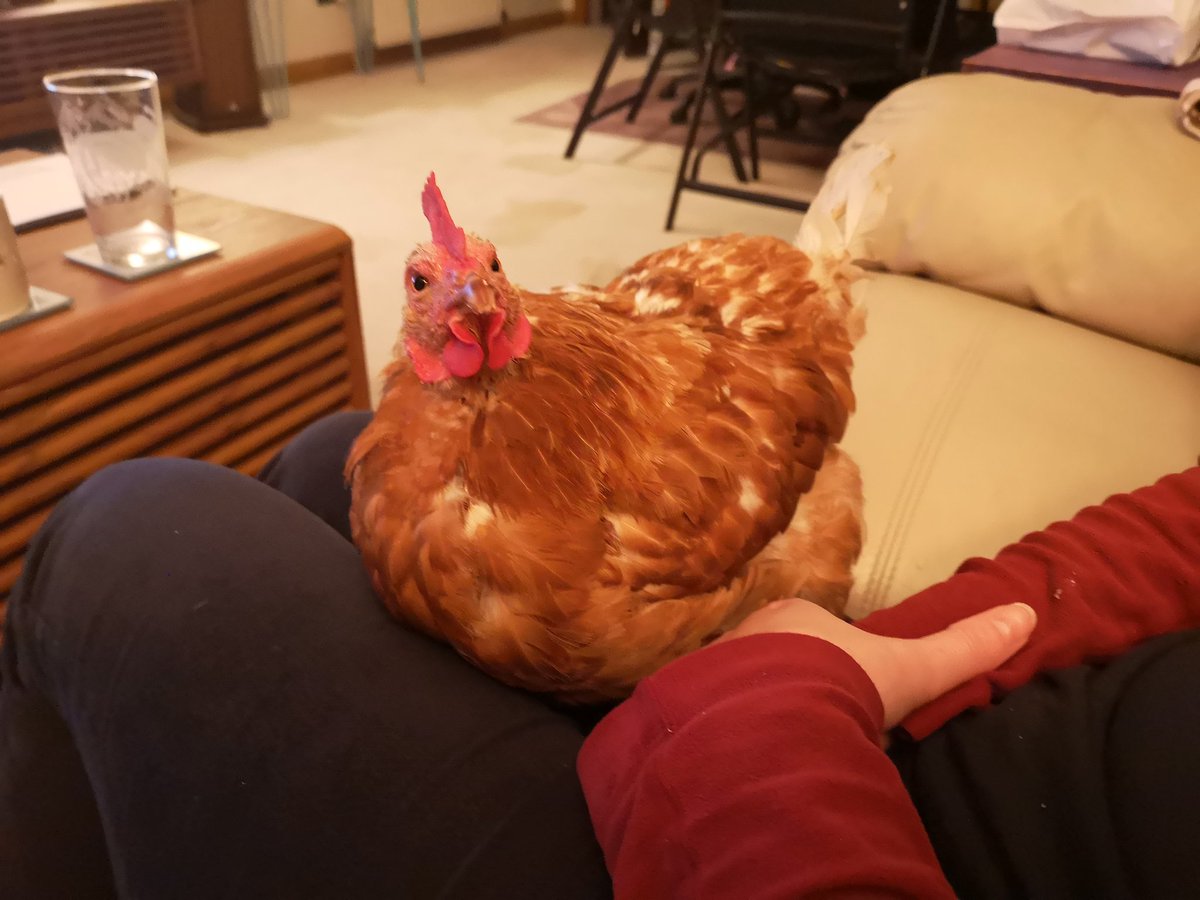 DonnaHe60990670's tweet photo. Patsy the #exbatt decided I was a nice cushion whilst watching a programme about #Pompeii π she was feeling sad earlier and laid a shell-less rubbery egg. Violent laid 2x eggs today, no idea how π #thursdaynight https://t.co/L2d63VFC6T