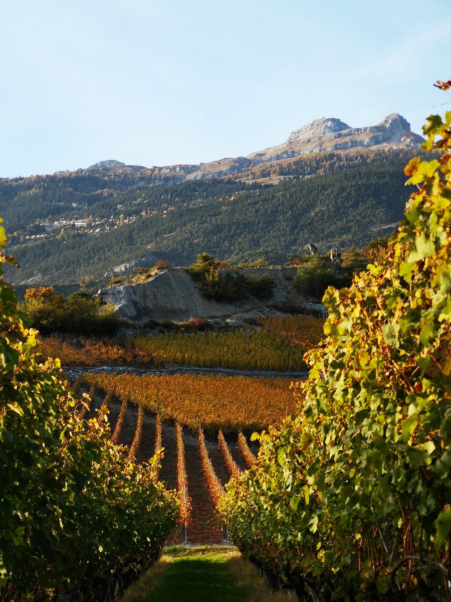 __Gioja__'s tweet photo. #CapturedOnHuawei #huaweip20pro
#mobilephotography #vineyards @Huawei_Europe @HuaweiMobile @HuaweiMobileDe @huaweimobilefr #noedited https://t.co/nq3mRHXgn5