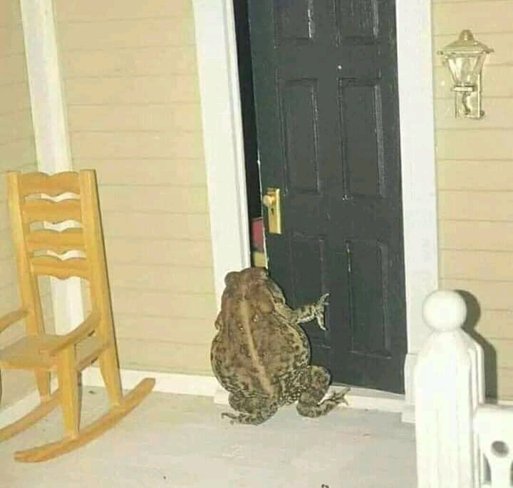 Serame22's tweet image. So Gents All along we were thinking the smell of fish🐟 Kante its a frog 🐸