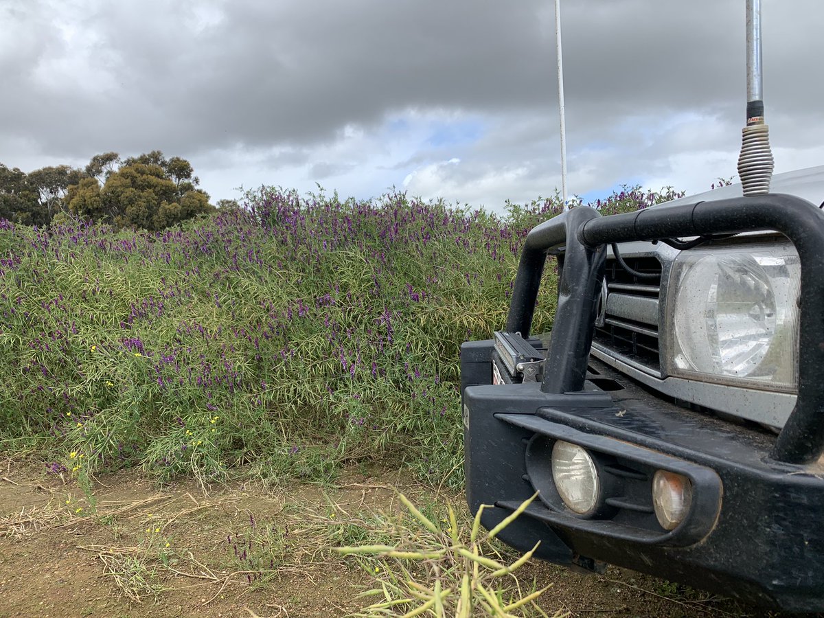 What a year for vetchola