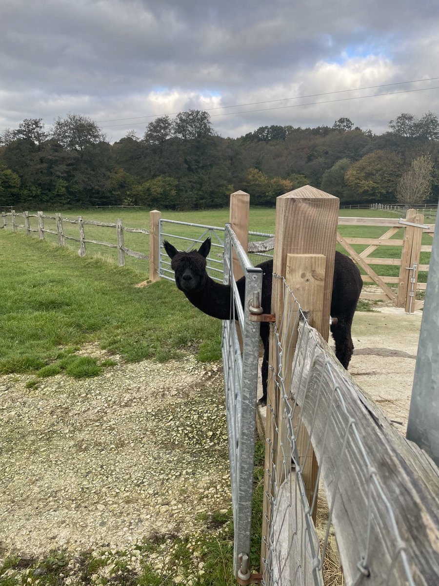 AlpacaWalking's tweet photo. Can I go in the field now please. Aurora, has a way of letting you know what she is thinking https://t.co/JEFp32iUjM