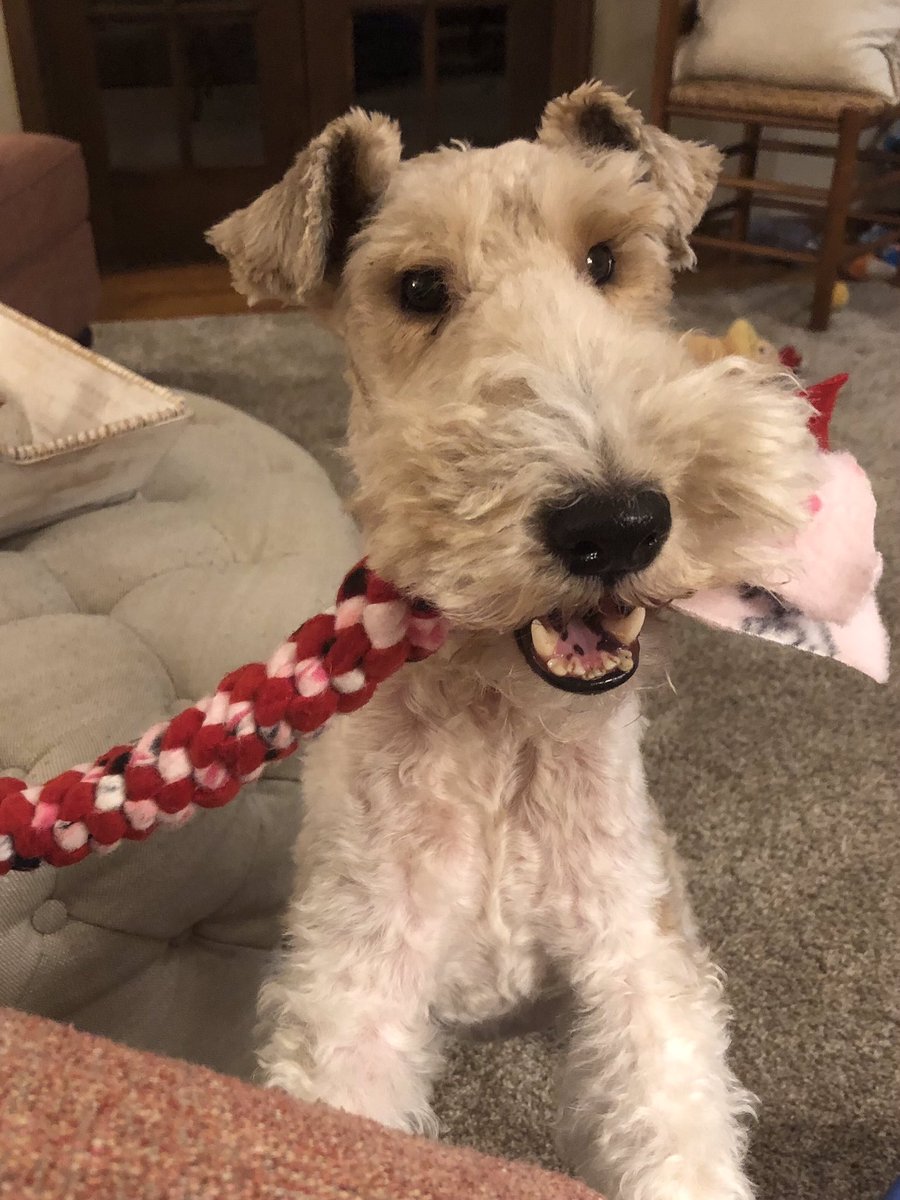 Bogey enjoying his handmade dog toy! Charlie Charger Treats aims to make all pups happy with our products 💙🦴🐶 Thanks for sharing, Mrs. Thoss!