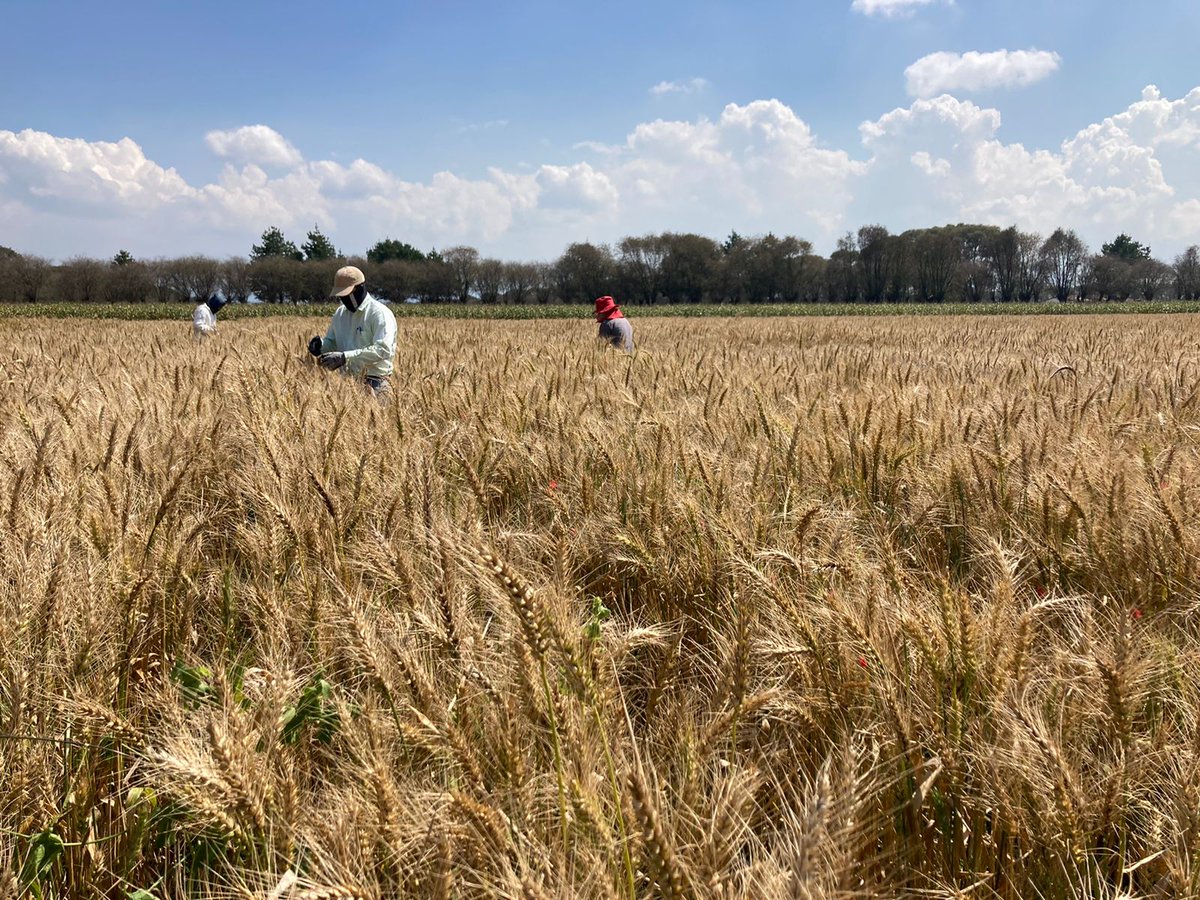 AlisonRBentley's tweet photo. Today @fpinerach &amp; the pre-breeding team are in Toluca harvesting selections from crosses made as part of the @CIMMYT wheat physiology program. Impressive work capturing diversity for a range of complex traits + the coolest harvest bags in town @carorivera19 #VirtualWheatTour https://t.co/HKXbMZSpFn