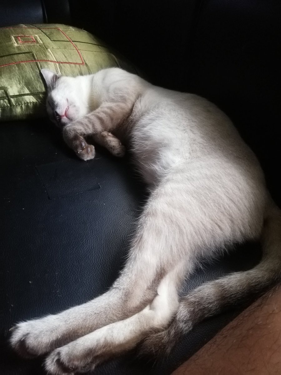 JeveLaureno's tweet photo. My sleepy Waffle 😻😻😻
#CatsOnTwitter
#siame
#waffle https://t.co/lpMH35hvwR