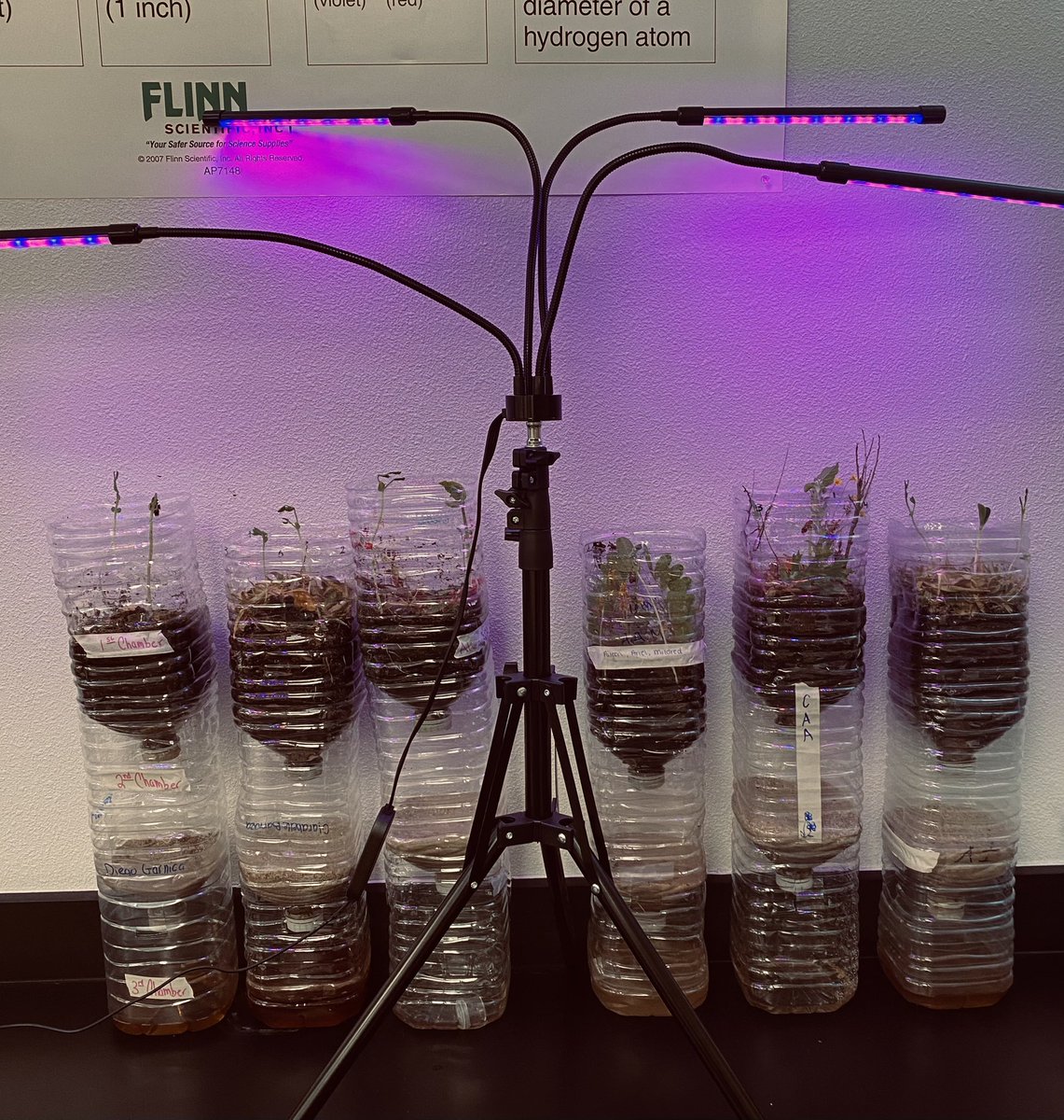 MLerma_PHHS's tweet photo. Spartan APES students adding detritivores to their ecocolumns and feeling a bit sluggish about it, ha!🪱🍂🪲🌱 
#PHHS #Spartan #APES https://t.co/CDaZLqL1NC