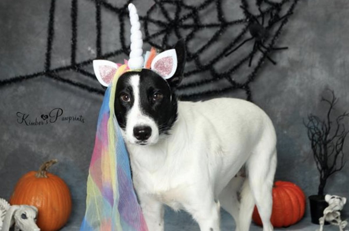 NEHumaneSociety's tweet photo. Our dogs are in the Halloween spirit 👻
They're so gourd-geous 🎃
Ghoul want to adopt - but witch one?? 🧙‍♀️
They're so bootifu- okay my boss is telling me to stop

Meet our dogs: https://t.co/Ooomrluffi https://t.co/TtYM886RIj