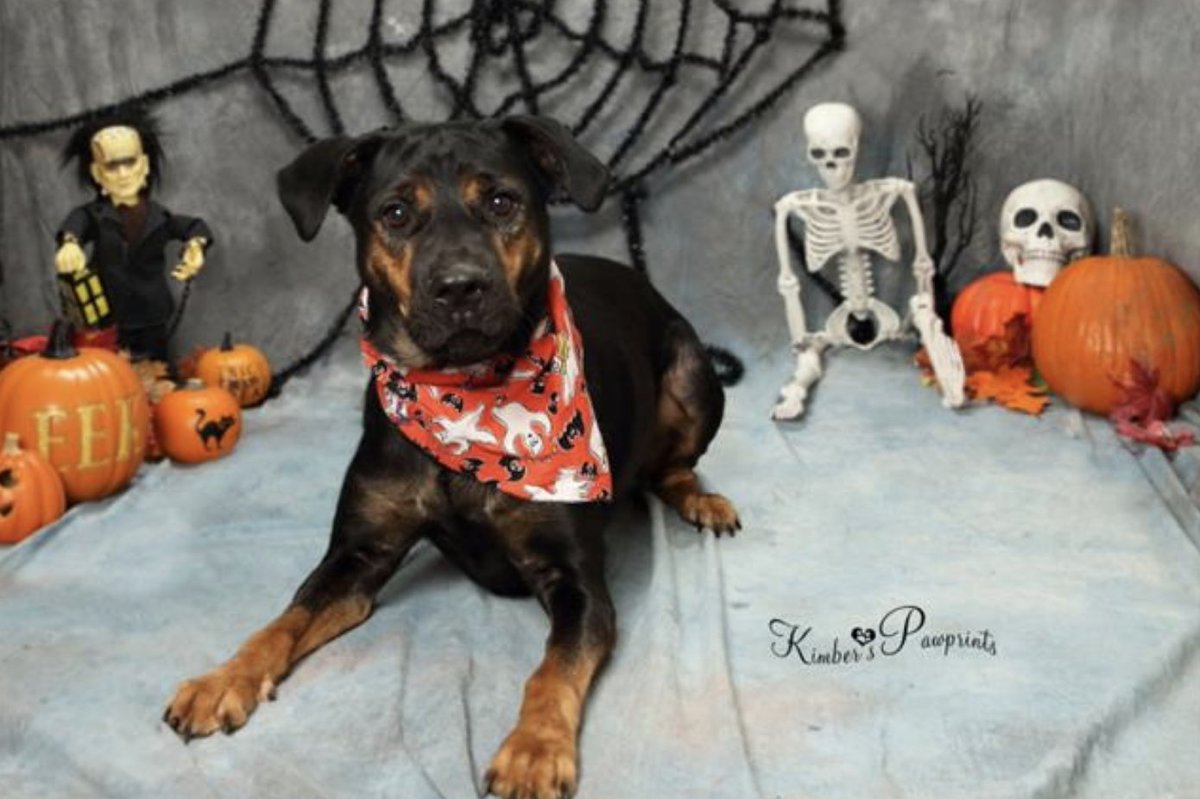 NEHumaneSociety's tweet photo. Our dogs are in the Halloween spirit 👻
They're so gourd-geous 🎃
Ghoul want to adopt - but witch one?? 🧙‍♀️
They're so bootifu- okay my boss is telling me to stop

Meet our dogs: https://t.co/Ooomrluffi https://t.co/TtYM886RIj