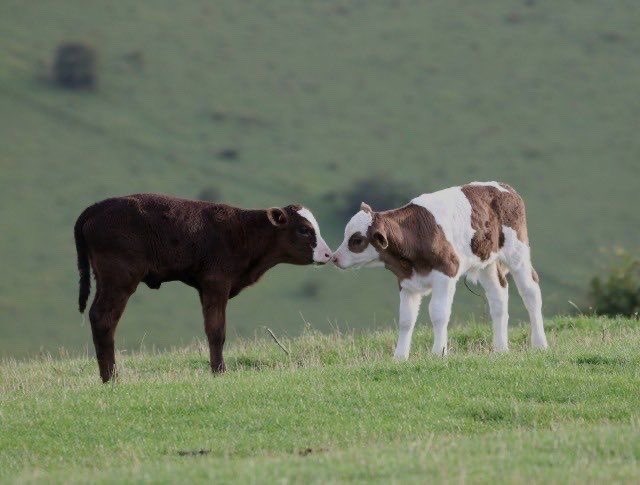 cowsjpg🐄 (@cowsjpg) on Twitter photo 