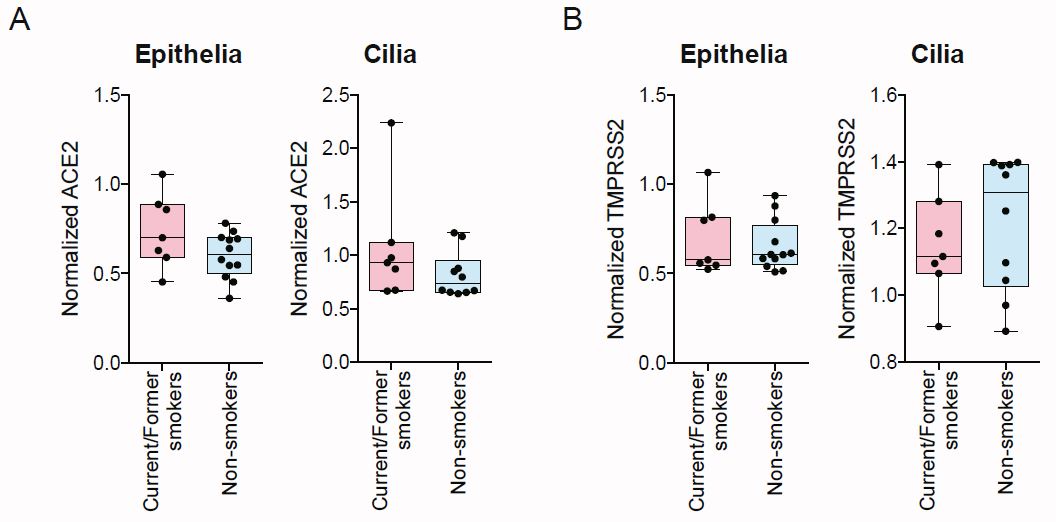 IvanLeeMDPhD's tweet photo. @SizunJ @HisaNakayama @DrYanENT @WCT_Cilia @GarryPNolan @ACDbio What’s going on? We first looked at the level of SARS-CoV-2 entry factors in airway tissues of smokers; higher levels of entry factors may facilitate SARS-CoV-2 infection. We found no differences in ACE2 and TMPRSS2 in smokers vs non-smokers. https://t.co/rilbtQZ079