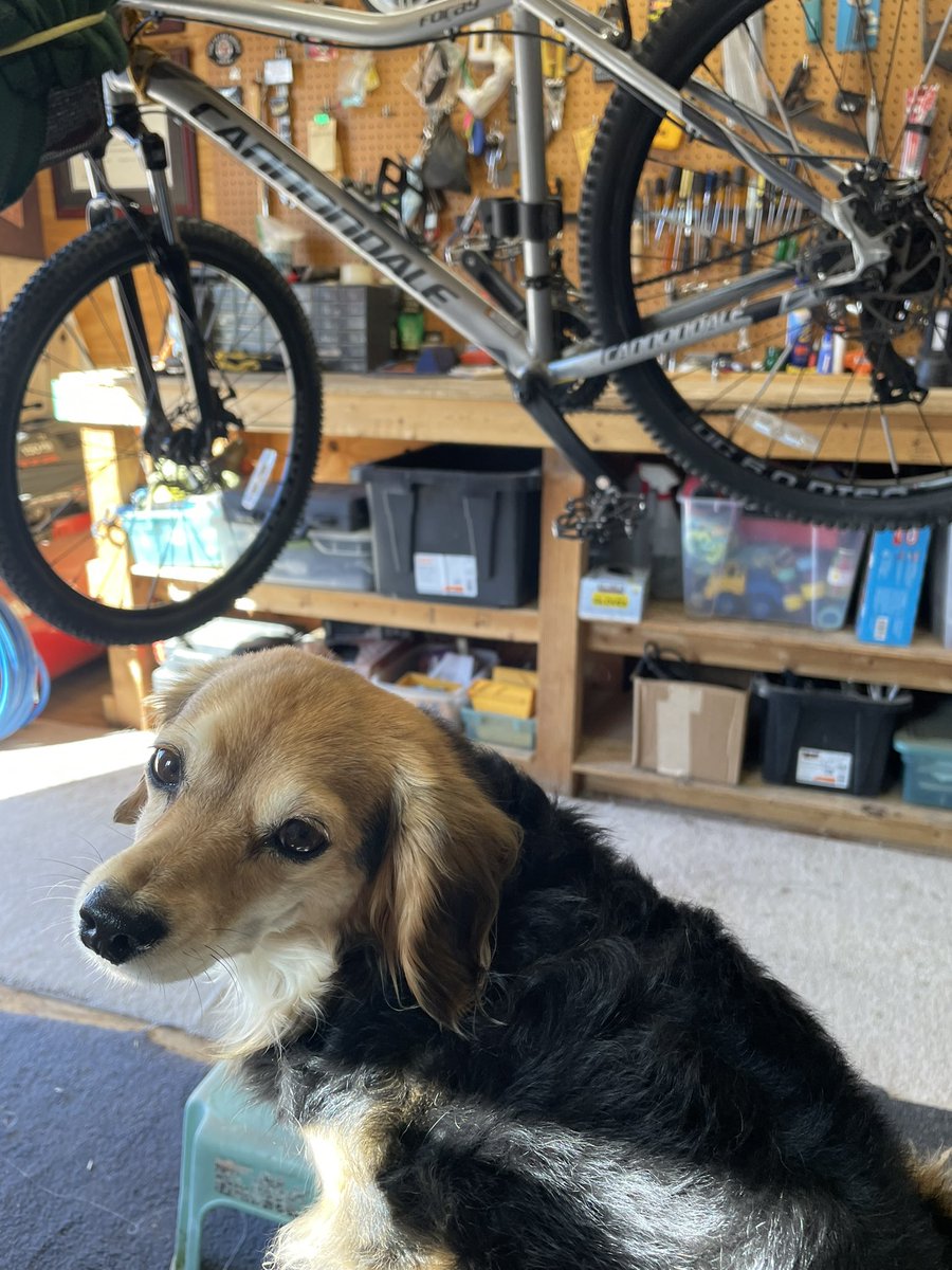 Graychik's tweet photo. Oh those looks I get when Harlie doesn’t understand why her bike is hanging from the ceiling. Prep for the Victor Valley Bicycle Tour…Saturday. #Harlie #victorvalleybicycletour #thoselooks. https://t.co/w98ph6L3M2