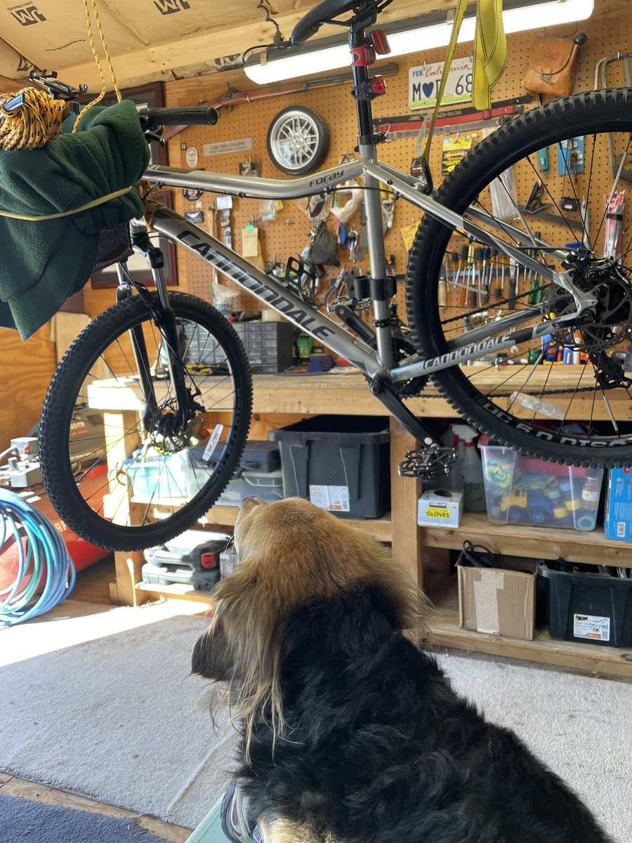 Graychik's tweet photo. Oh those looks I get when Harlie doesn’t understand why her bike is hanging from the ceiling. Prep for the Victor Valley Bicycle Tour…Saturday. #Harlie #victorvalleybicycletour #thoselooks. https://t.co/w98ph6L3M2