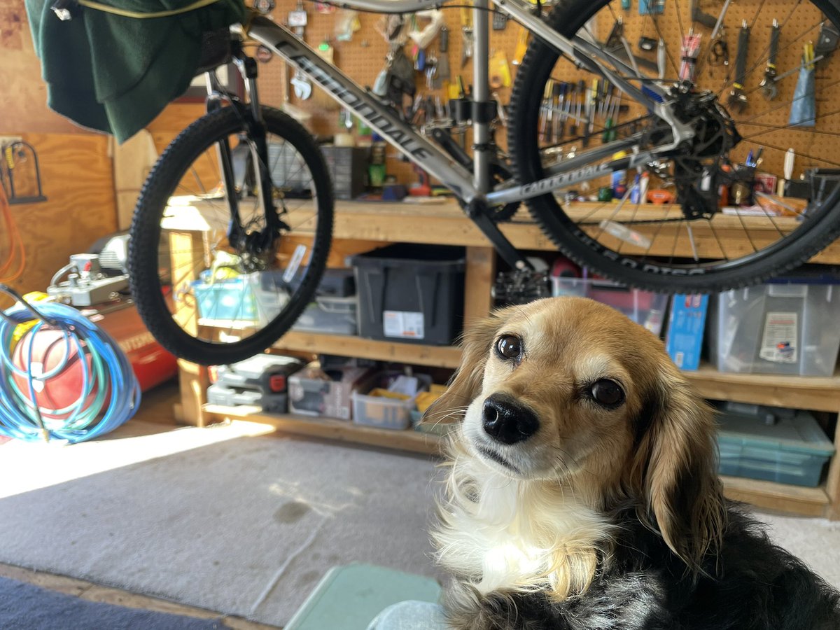 Graychik's tweet photo. Oh those looks I get when Harlie doesn’t understand why her bike is hanging from the ceiling. Prep for the Victor Valley Bicycle Tour…Saturday. #Harlie #victorvalleybicycletour #thoselooks. https://t.co/w98ph6L3M2