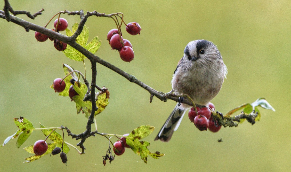 Rob Fergie tweet media