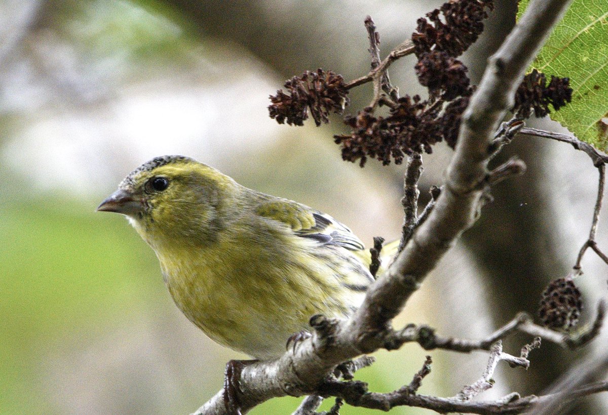 Rob Fergie tweet media