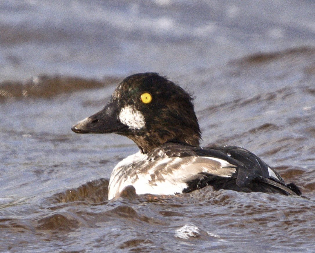 Rob Fergie tweet media