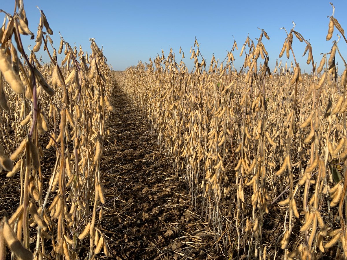 Mike1stInField's tweet photo. Check it out!! 👀
 
Thunder Seed’s new XtendFlex soybean TX8211N took 1st place in the FIRST Trial at Bath, SD yielding 73 bu/ac! 😎👍
#Harvest21 #FirstInTheField https://t.co/bYzBFSQ0Ki