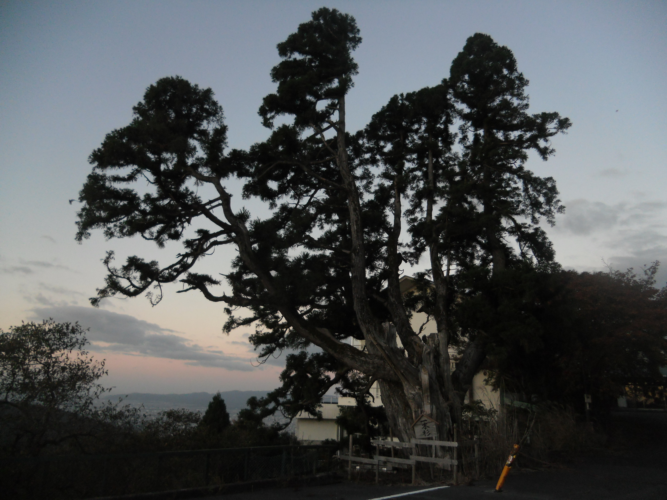 比叡山ドライブウェイ 10月29日 金 晴れ 登仙台 奥の巨樹ですが 幹周が約６ｍもあります トゥーレはその同倍です 比叡山 ドライブ トゥーレの木 T Co Imcorqpc6r Twitter