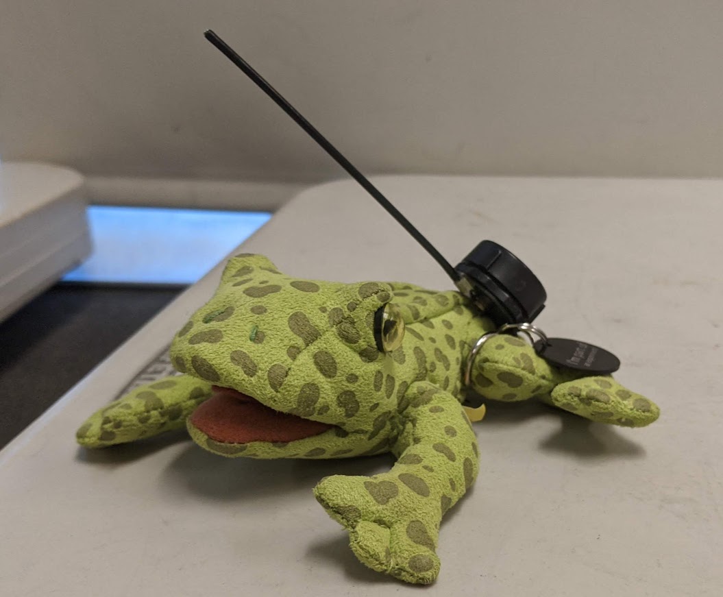 We used radio telemetry to locate and track plush frogs. We mimicked the work of scientists at the <a href="/sdzsafaripark/">San Diego Zoo Safari Park</a> who are using the same techniques to breed and reintroduce the Mountain Yellow-Legged Frog in SoCal. TY SDZoo for this amazing opportunity! #spatialecology