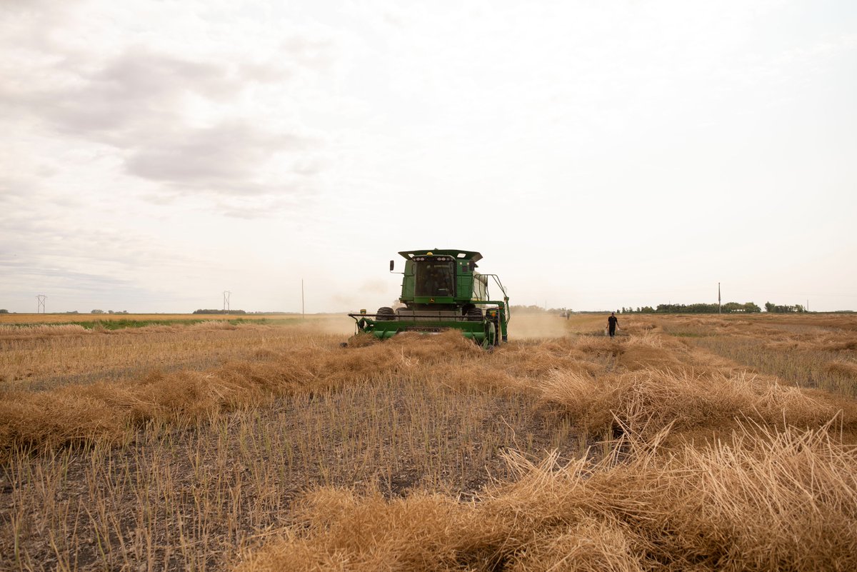 ThunderstruckAg's tweet photo. #TBT to last year! We took a weekend to set the @CopperheadAg #OneConcaveAllCrops. We always enjoy getting out and putting our products to the test. 

Another day in #CdnAg paradise! https://t.co/XfPmWzxPNW