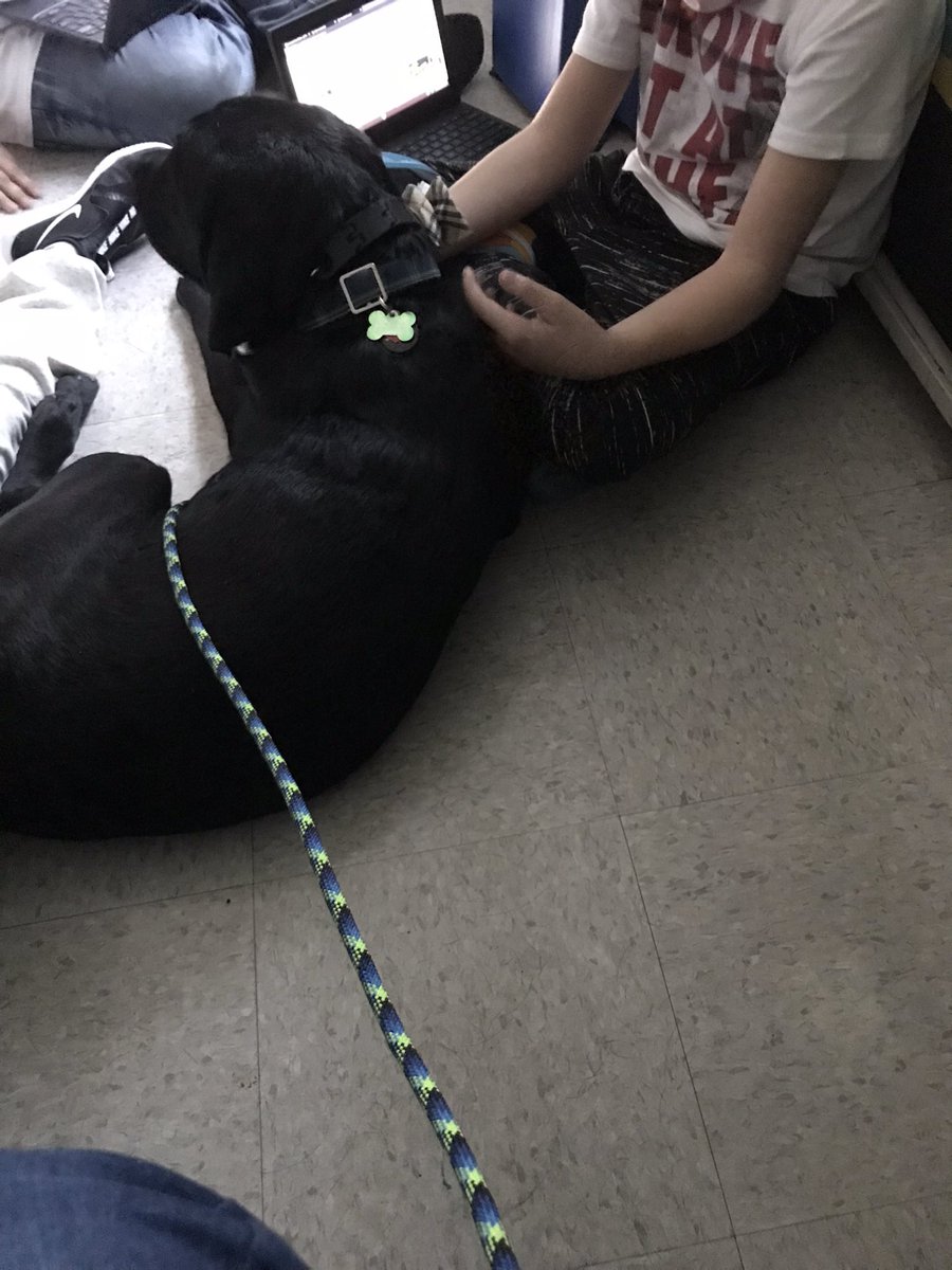 Mister_Diggle's tweet photo. I got to sit with some kids today as they worked! It was fun to see them working so hard! And let’s not forget all the pets I got too!! #olediggle #facilitydog #workingdog #ilovemylittlehumans #kidsworkinghard #PantherPride https://t.co/1cQJz84OZ8