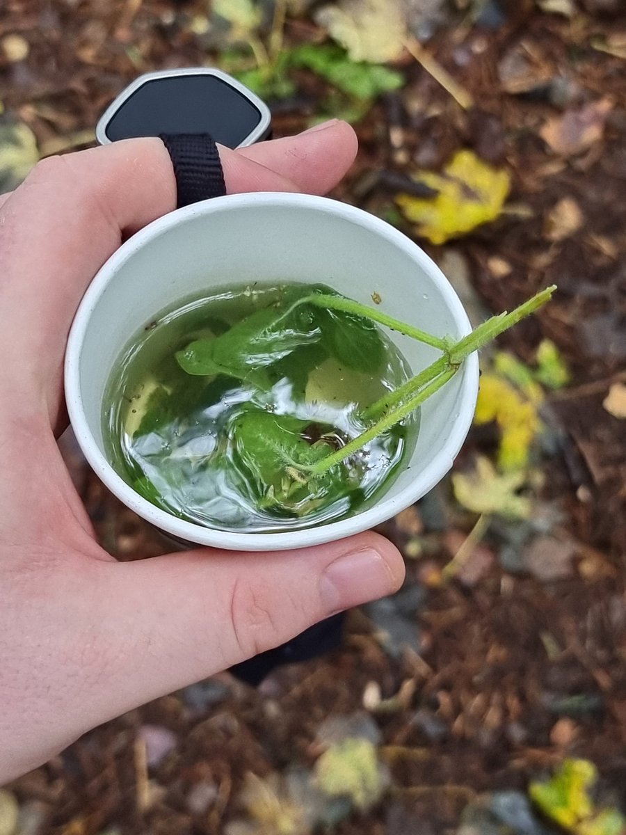 I was privileged to be invited along to meet @VibrantEAC ESOL learners at Dean Park. Students learned about the park, berries and picked and brewed their own water mint tea! Was a fantastic day, and a great walk lead by the park rangers. @AyrshireColl @ac_esol @cldstandards