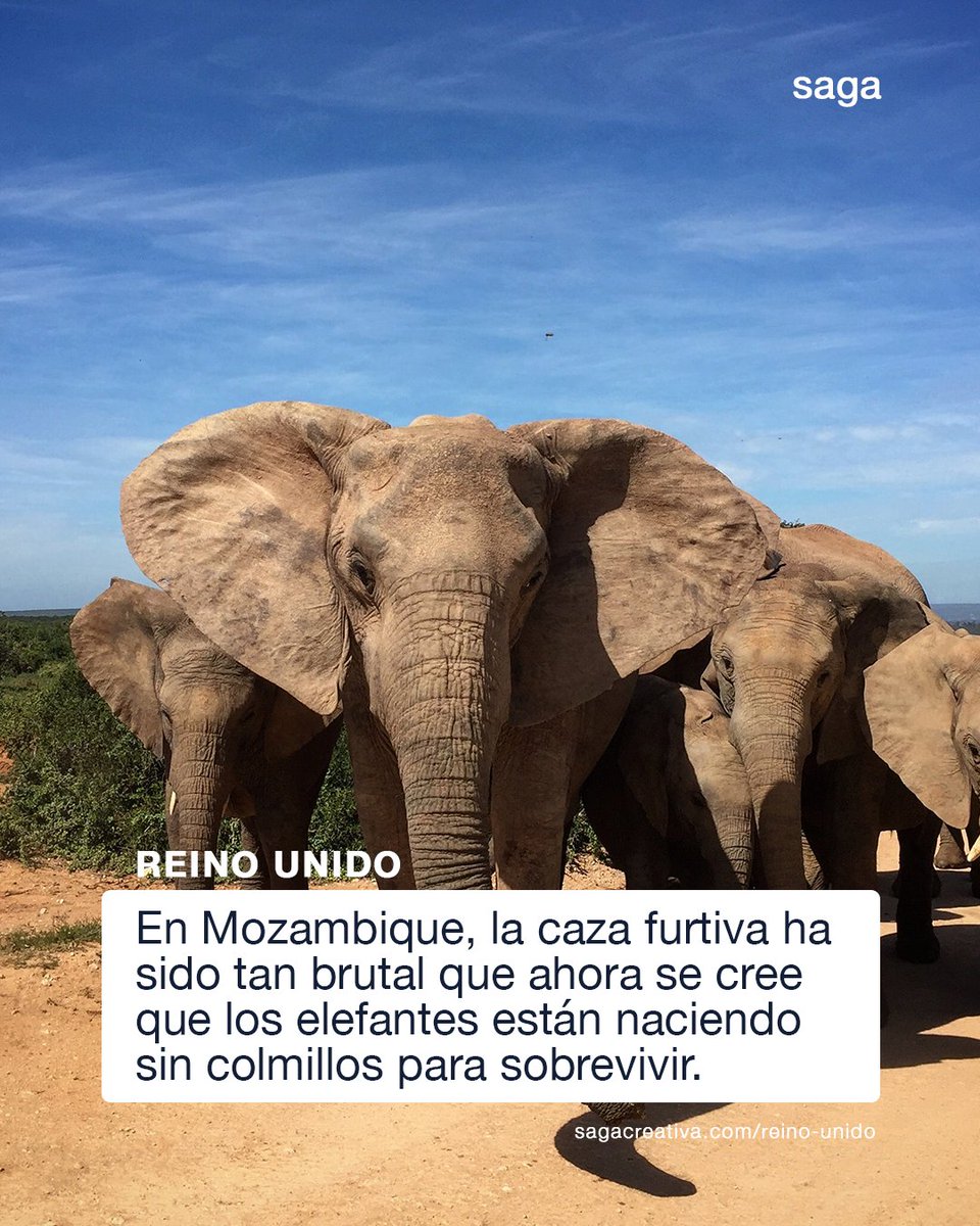 sagateve's tweet photo. #ReinoUnido | Un estudio revela que los elefantes de Mozambique, especialmente las hembras, están evolucionado para no tener colmillos como método de supervivencia en respuesta a la brutal caza ilegal. Más sobre el tema🌏. https://t.co/ervhG8YmUy https://t.co/iE4cqv2VYy