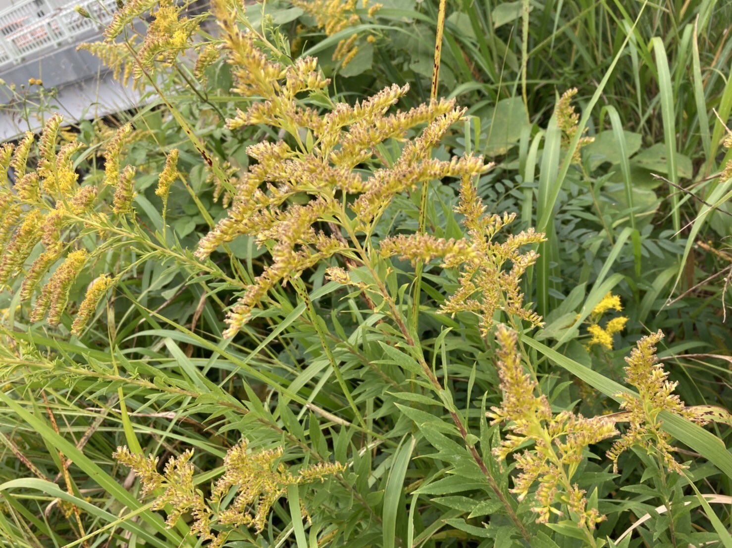 花の名とか セイタカアワダチソウ 背高泡立草 花言葉 元気 生命力 唯我独尊 要注意外来生物 切り花用として明治時代にアメリカから日本へ T Co Ufuhhz7ge4 Twitter