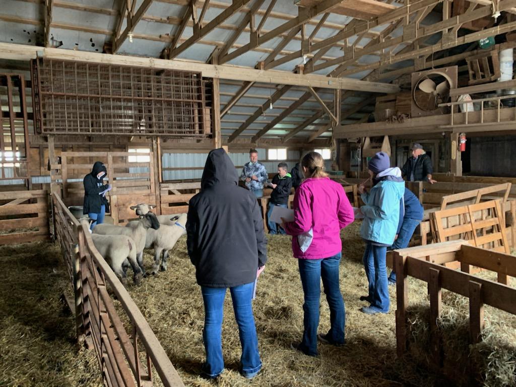 CC_FFAChapter's tweet photo. Stop #2 on our livestock judging adventure on the way to Stockman is at Slack Club Lambs! Thank for allowing us to visit and see some amazing animals!! https://t.co/ZKsMjFphv0