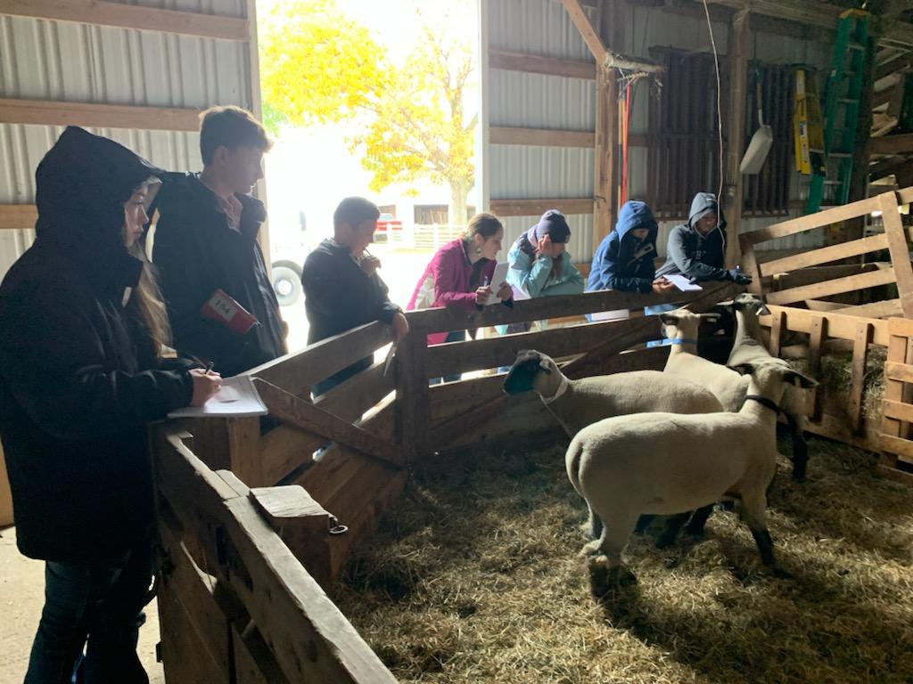 CC_FFAChapter's tweet photo. Stop #2 on our livestock judging adventure on the way to Stockman is at Slack Club Lambs! Thank for allowing us to visit and see some amazing animals!! https://t.co/ZKsMjFphv0