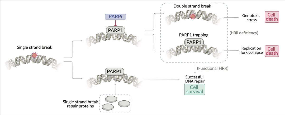 TRMcFar's tweet photo. Thrilled to present this case report of a BRCA2 reversion mutation in a patient with mCRPC treated with a PARP inhibitor! By the @Huntsman_GU team: @claratandar, @neerajaiims &amp; @umangtalking 

(Open access) 📄 https://t.co/Bmran4gCk2 https://t.co/wU7iOQFjiu
