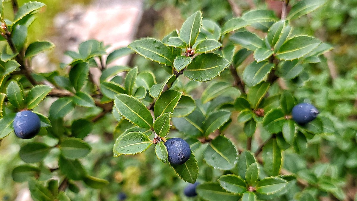 LovelyEarthS's tweet photo. The osmanthus berries are such a deep blue.
#FallBerries #OsmanthusBerries #FallPlants #LovelyEarthSociety https://t.co/9p4DoRmtLf
