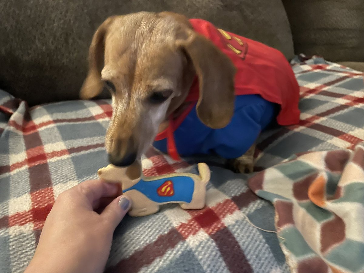 meh__gen's tweet photo. It's my wiener dog's birthday @deancain & we celebrate #Superman style #HBDSheldon https://t.co/P4voHbh7Cx