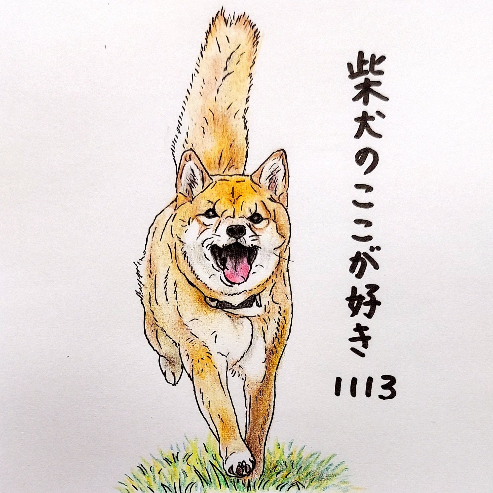 ここ柴 走ったときに ピーンと立ったしっぽをつかみたくなるとこ しっぽが持ち手に見えることがある 柴犬のここが好き ここ柴 ここ柴部 柴犬 イラスト 色鉛筆 しっぽ T Co Jqx1i4q6sf Twitter