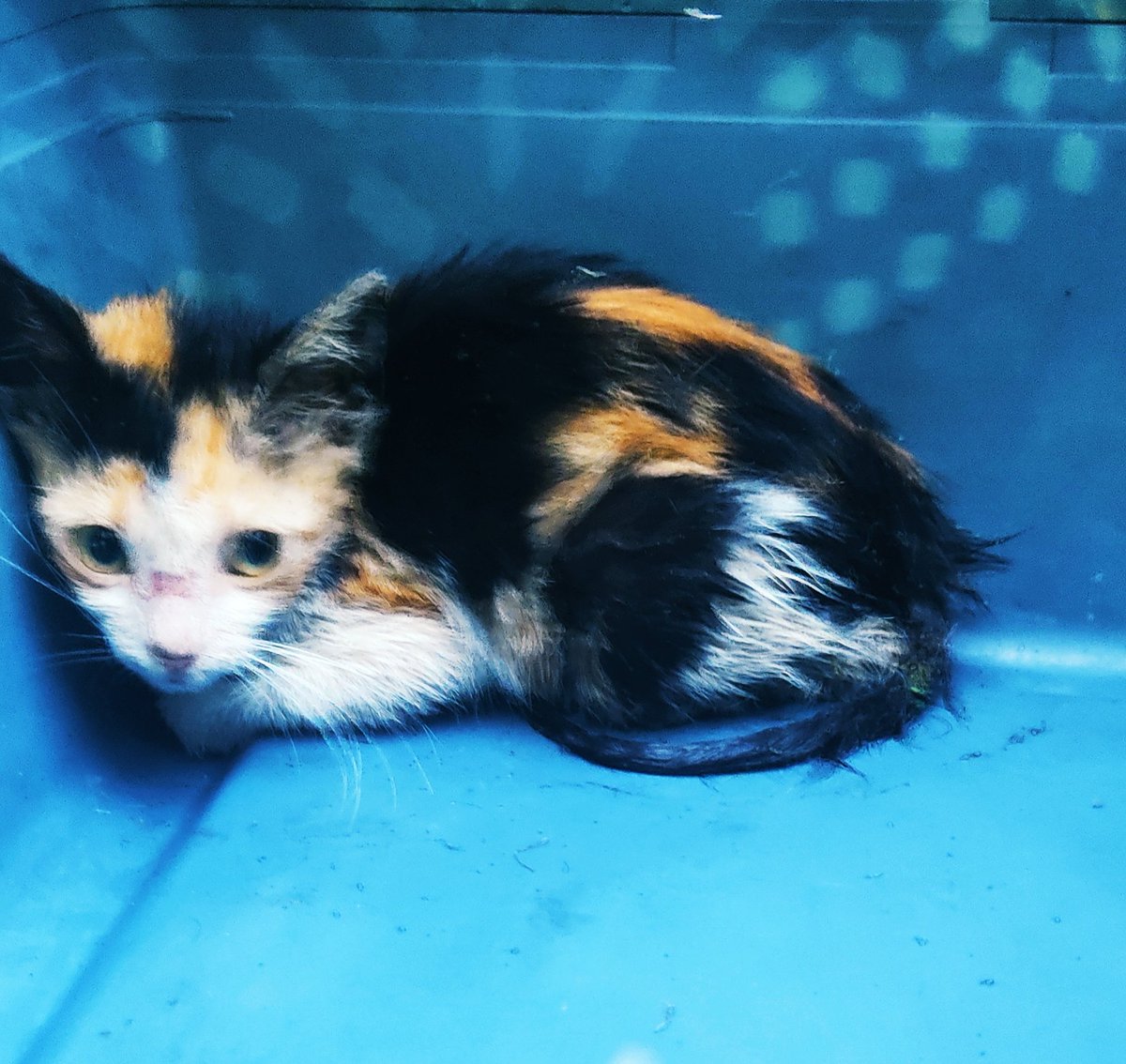 gabytacelli's tweet photo. @PerroUsuario estoy buscando  con urgencia un hogar para esta gatita https://t.co/NSaXdSdVQd