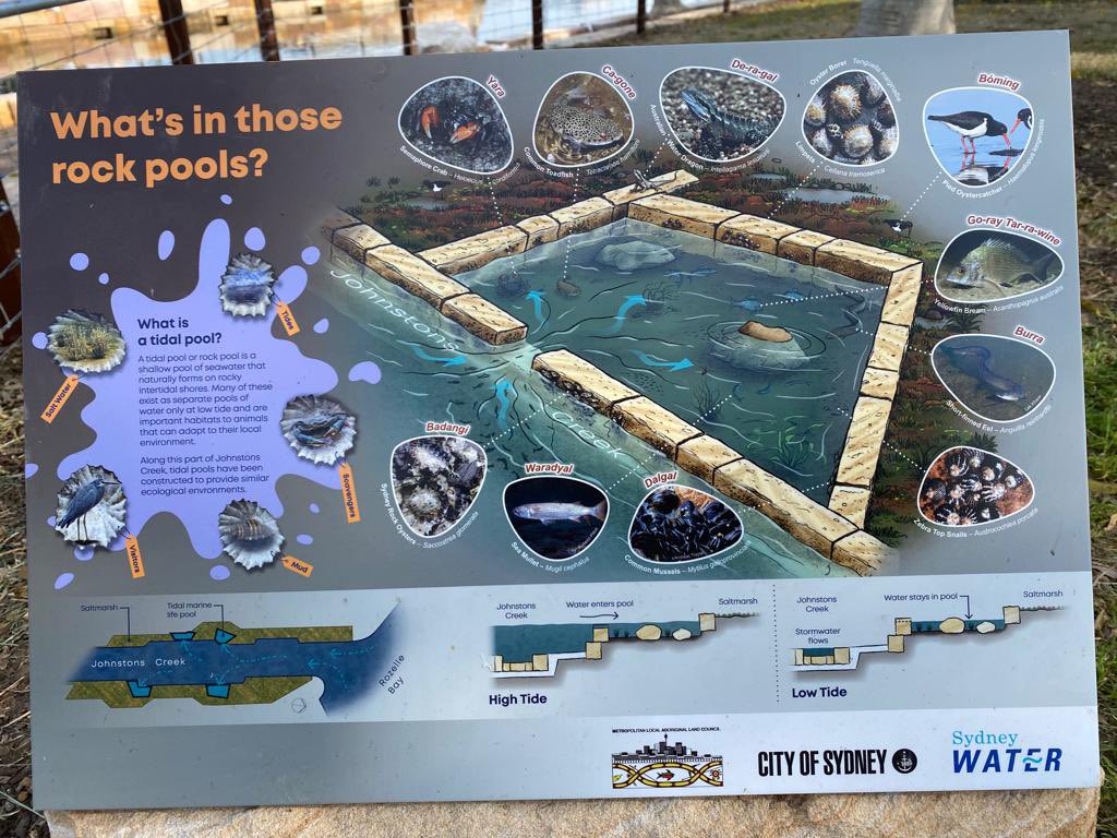 RKP_Industries's tweet photo. An example of where this is happening: A collaboration between the Metropolitan Local Aboriginal Land Council, @cityofsydney &amp; @SydneyWaterNews, naming #LocalFauna by #LocalNames at the Johnston’s Creek tidal pools reclamation 🙏 Can we reclaim the local creek name, too? 💚 3/3 https://t.co/2HD49cCg1r