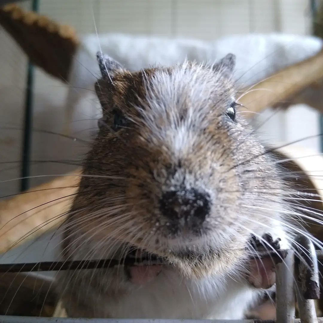 MoonMoon1994666's tweet photo. My lovely boy Diego 🥰💙
#degus #smallanimals #degu #degus #smallboy #animal #lovePets #pets #SmallPets #cute #Small #Diego #rodents #mypets #cutedegu #sweet #gnaver #mitkæledyr #hygge #cozy #happy https://t.co/lTOBr5htA6